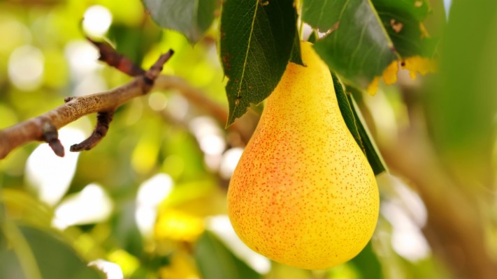 Free Download Pear Wallpaper Id - Pear Fruit - 1280x854 Wallpaper