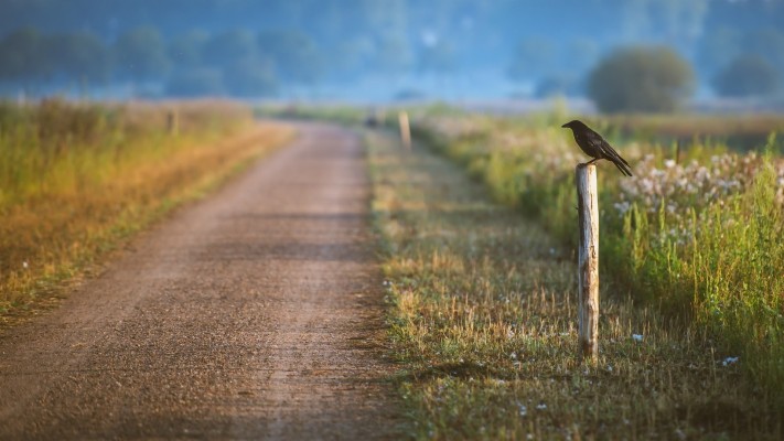 Wallpaper Road, Crow, Grass, Blur - Download Blur Wallpaper Hd - 1920x1080  Wallpaper 