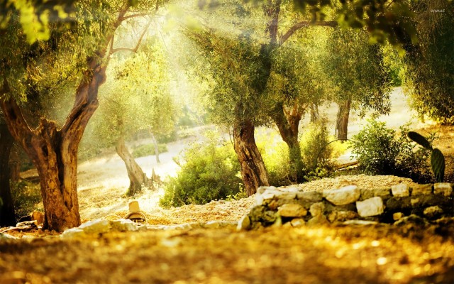 Nature Background Images Photoshop - 1920x1200 Wallpaper 
