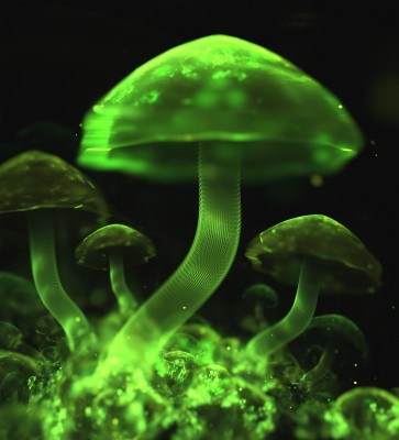 3d - Neon - Mushrooms - Wallpapers Data-src /w/full/e/d/5/455382 - Neon ...