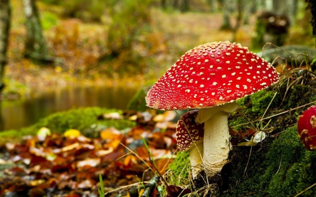 3D Mushroom Garden Live Wallpaper Descarga Para Pc : Mushroom Hd Live