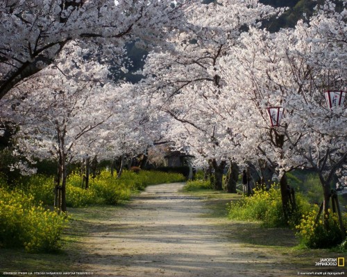 Dirt Path Japan - 1280x1024 Wallpaper - teahub.io