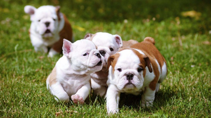 Bulldog Puppies Running Together Wallpaper Hd Wallpaper - 1920x1080 ...