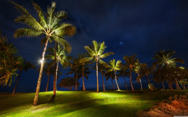 Palm Tree Night View California - Los Angeles - 1920x1080 Wallpaper ...