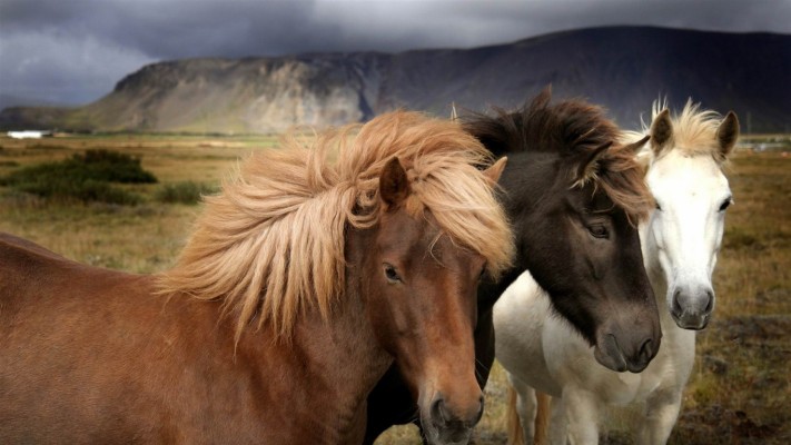 horse-riding-amazing-horse-theme-wallpaper2012-pony-meaning-in