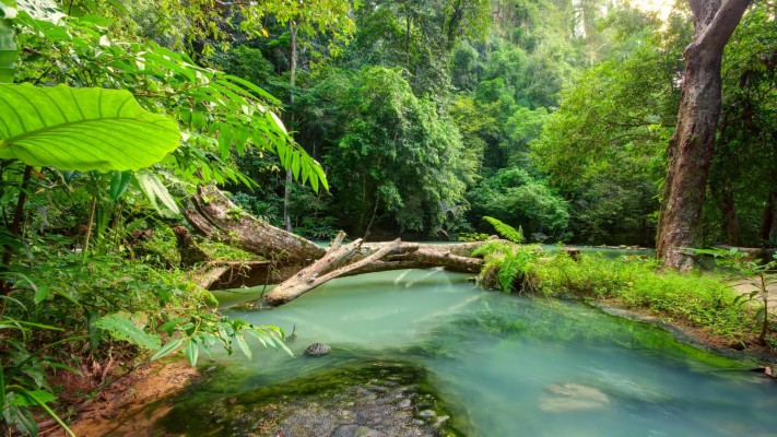 Tropical Landscape - 1920x1080 Wallpaper - teahub.io