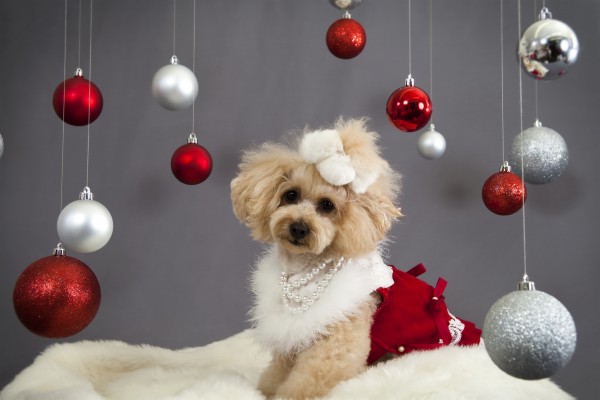 Wallpaper Dog, Christmas Ornaments, Face, Holiday - Cute Christmas Dog ...