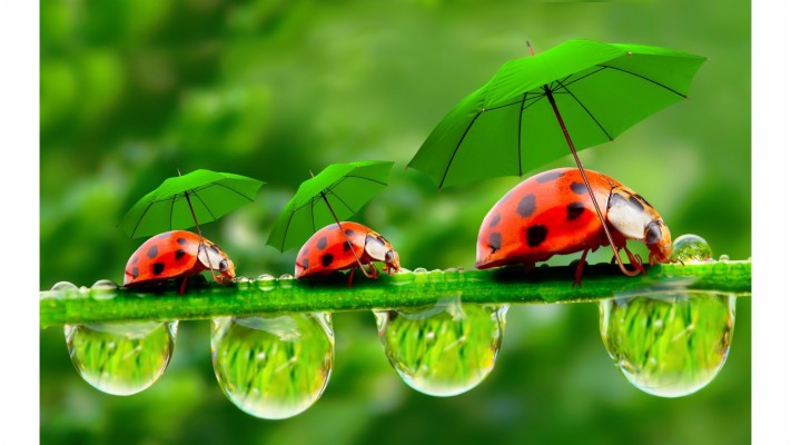 Ladybug Wallpaper For Computer - Ladybugs With Umbrellas - 3840x2160