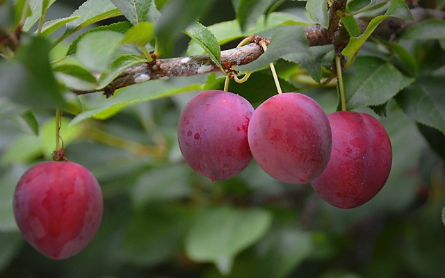 Wallpaper Fresh Plums, Fruit, Tree, Leaves - Hd Wallpapers Fruit Hd ...