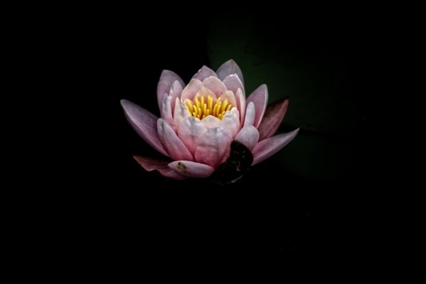 Water Lily In The Night - 1000x667 Wallpaper 