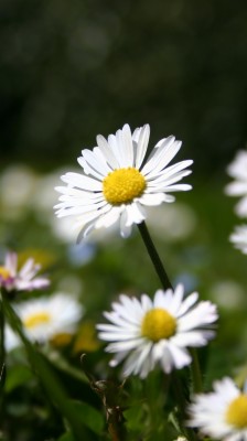 Summer, Plants, Blur, Portrait, Flowers, Wallpaper - Iphone Summer ...