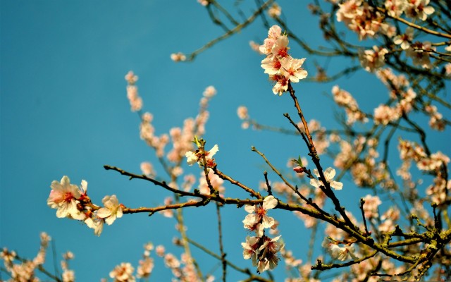 Peach Blossom High Resolution - 2560x1600 Wallpaper - teahub.io