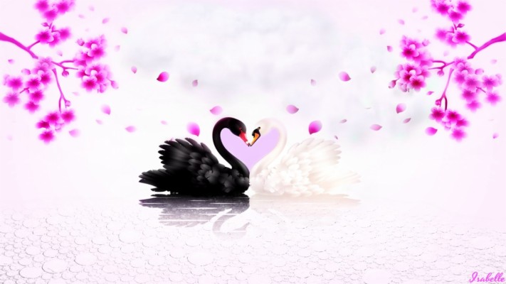 Swans In Love Wallpapers - Swan Love - 1280x720 Wallpaper 