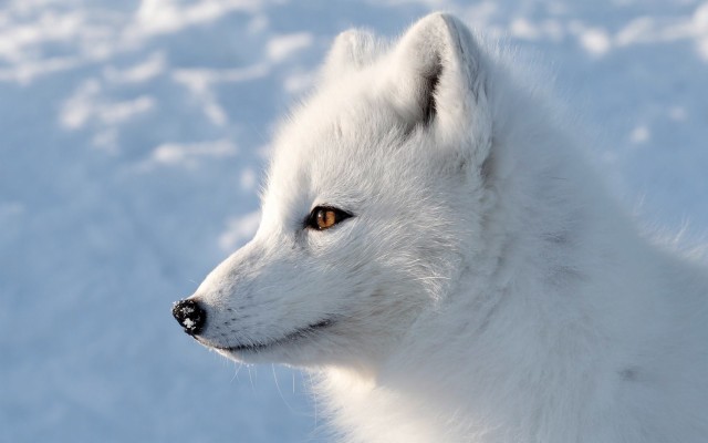 Arctic Fox 19x10 Wallpaper Teahub Io