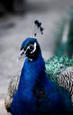 100 Peacock Pictures Hd Download Free Images On Unsplash - Black Peacock  Feather - 910x1425 Wallpaper 