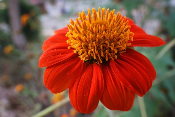 Garden Dahlia, Bright, Red, Orange, Flower, Flora, - Daisy Family ...