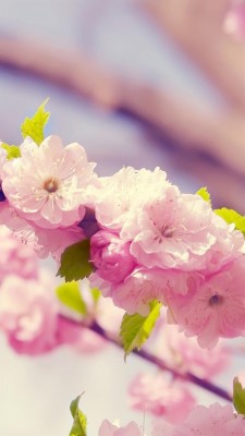 Hình Nền Điện Thoại Hoa Anh Đào  - HD Wallpaper