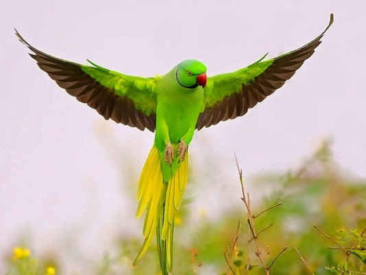 Parakeet Wallpaper - Red Crowned Parakeet - 1420x800 Wallpaper - teahub.io