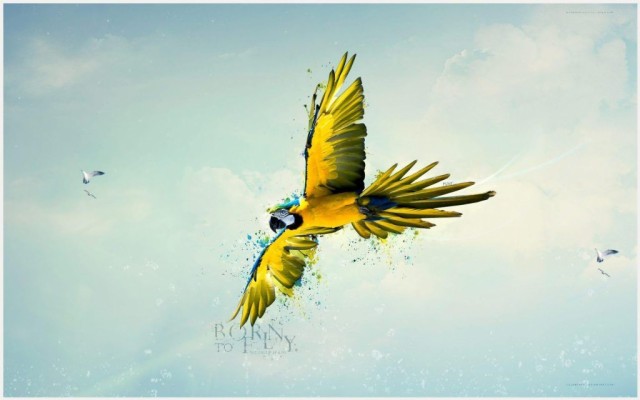 Born To Fly - 1024x640 Wallpaper - teahub.io