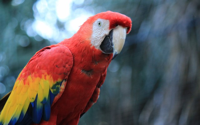 Macaw, Bird, Grass, Parrot, Wallpaper - 3840x2400 Wallpaper - teahub.io