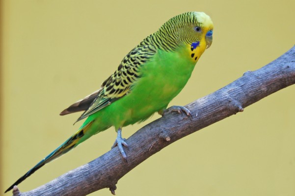 Parakeet Wallpaper » Picserio - Yellow Green Blue Bird - 3008x2000 