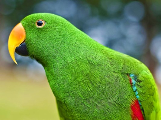 Parrot Images Hd 1080p - 1920x1080 Wallpaper - teahub.io