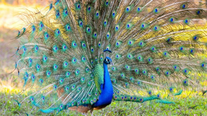 High Resolution Peacock Hd Wallpaper Id - High Resolution Peacock Images Hd - 1152x768 Wallpaper High Resolution Peacock Hd Wallpaper Id - High Resolution Peacock Images Hd - 1152x768 Wallpaper
