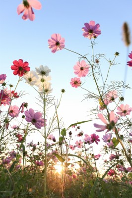 Flower Up Blue Sky Flowers Daisy Wallpapers Size For - Flower Sky -  1333x2000 Wallpaper 