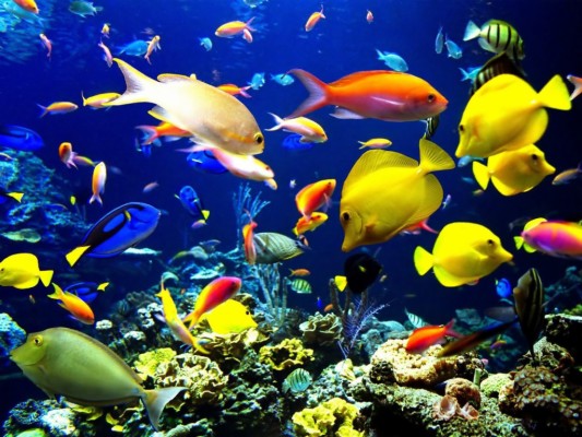 Live Wallpaper Download - Underwater Sea Animals - 1024x768 Wallpaper ...