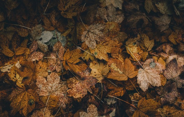 Red Leaves, Twigs, Autumn, Blur Background Wallpaper,red - Full Hd Blur ...