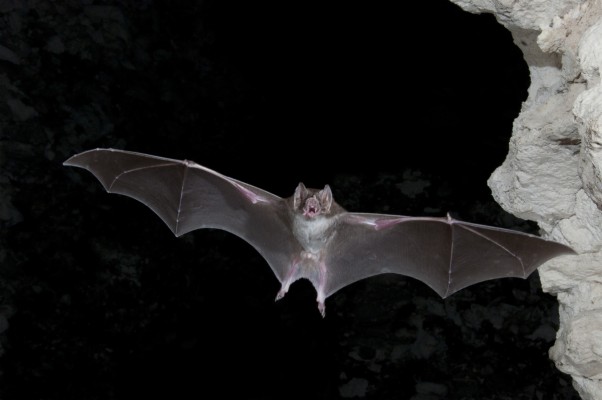 Vampire Bat Wallpapers Hd - Vampire Bat At Night - 4288x2848 Wallpaper -  