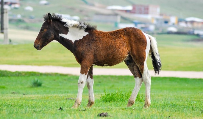 Foal, Horse, Animal, Baby, Young, Domestic, Mongolia, - 910x533 Wallpaper - Foal, Horse, Animal, Baby, Young, Domestic, Mongolia, - 910x533 Wallpaper -