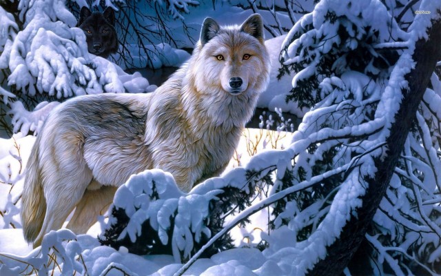 White Alpha Wolf 41728 Data Src /img/277785 - White Wolf Alpha Male