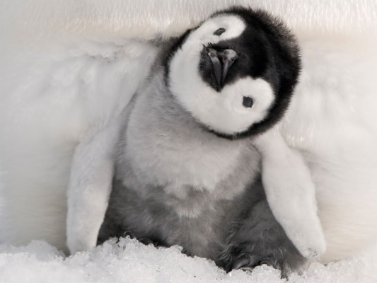 Charming Penguin Baby - High Quality Baby Penguin - 2560x1440 Wallpaper ...