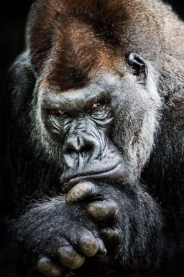 Black Ape Beside Gray Rope, Gorilla, Nose, Face, Portrait, - Gorilla