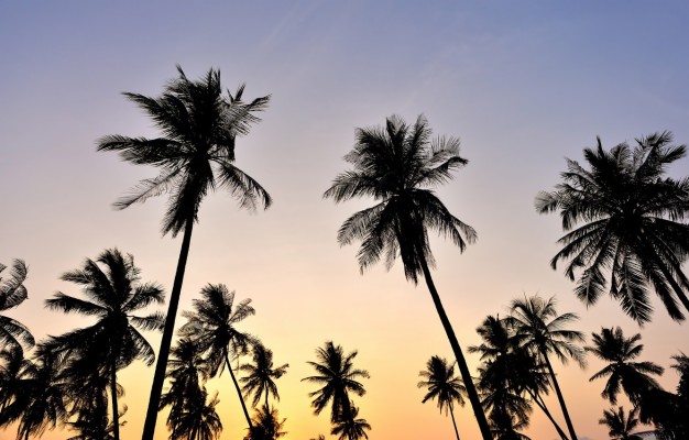 Photo Wallpaper Beach, The Sky, Sunset, Palm Trees, - Attalea Speciosa ...