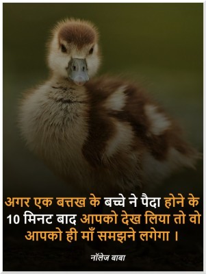 Hindi Thoughts For School Assembly - Duck - 936x1240 Wallpaper - teahub.io