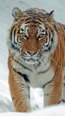 Wallpaper Tiger, Predator, Big Cat, Snow - Siberian Tiger In The Snow ...