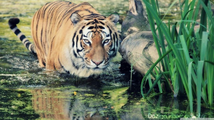 Download Free Tiger Widescreen Wallpapers - Tiger Hunting - 1366x768 ...