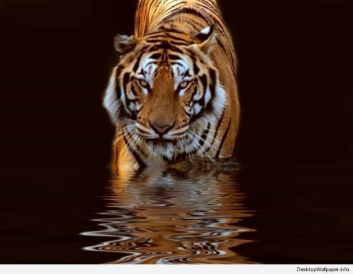 Tiger No Copyright - 1024x796 Wallpaper - teahub.io