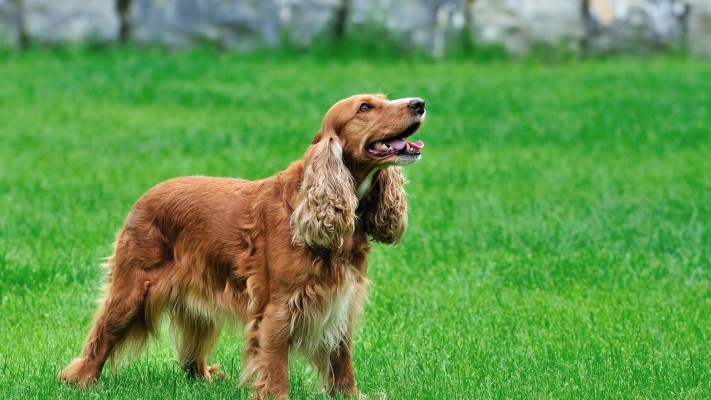 Best Cocker Spaniel Black - Full Grown Cocker Spaniel Black - 736x1030 