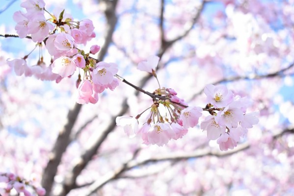 Cherry Blossom, Pink, Light, Flowers, Flower, Wallpaper - Light Flowers ...