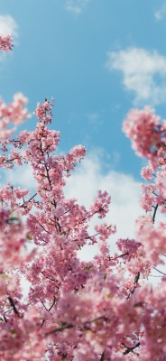 Cherry Blossom Wallpaper For Iphone 606x1136 Wallpaper Teahub Io