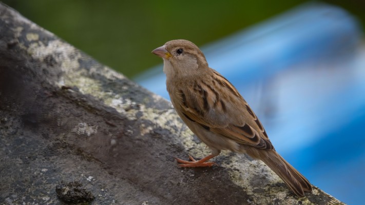 Sparrow Hd Desktop Wallpaper House Sparrow 1920x1080 Wallpaper