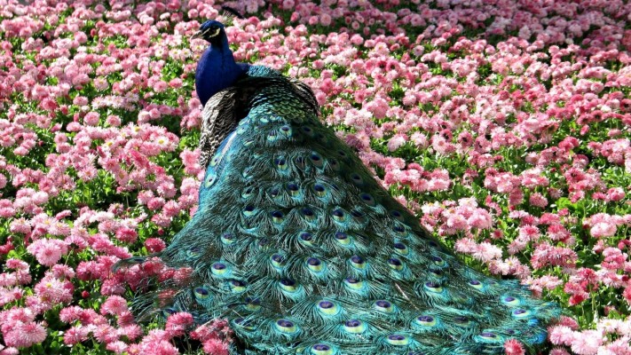 Peacock Bird Wallpaper Hd 50071 Data Src Beautiful - Desktop Wallpaper ...