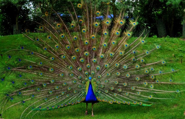 Peacock, Ua/11, Jpeg V - Hd Colorful Wallpapers Peacock - 1600x1029 ...