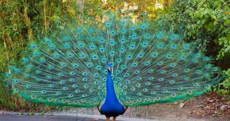 Dancing Peacock - 1920x1200 Wallpaper - teahub.io