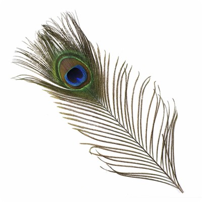 Peacock Tail Eyes Natural - Mayur Pankh - 1024x1024 Wallpaper 