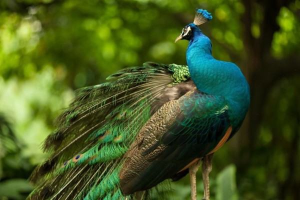 High Resolution Peacock Hd Wallpaper Id - High Resolution Peacock Images Hd - 1152x768 Wallpaper High Resolution Peacock Hd Wallpaper Id - High Resolution Peacock Images Hd - 1152x768 Wallpaper