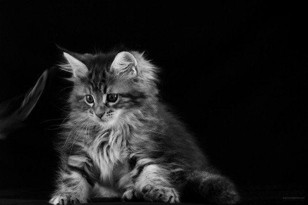 Surface Wallpaper Hd Cat - 2736x1824 Wallpaper - teahub.io